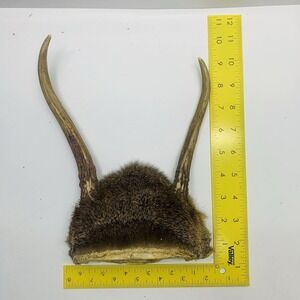 Whitetail Deer 2-Point Antler Rack Skull Plate Rustic Cabin Lodge Decor Man Cave